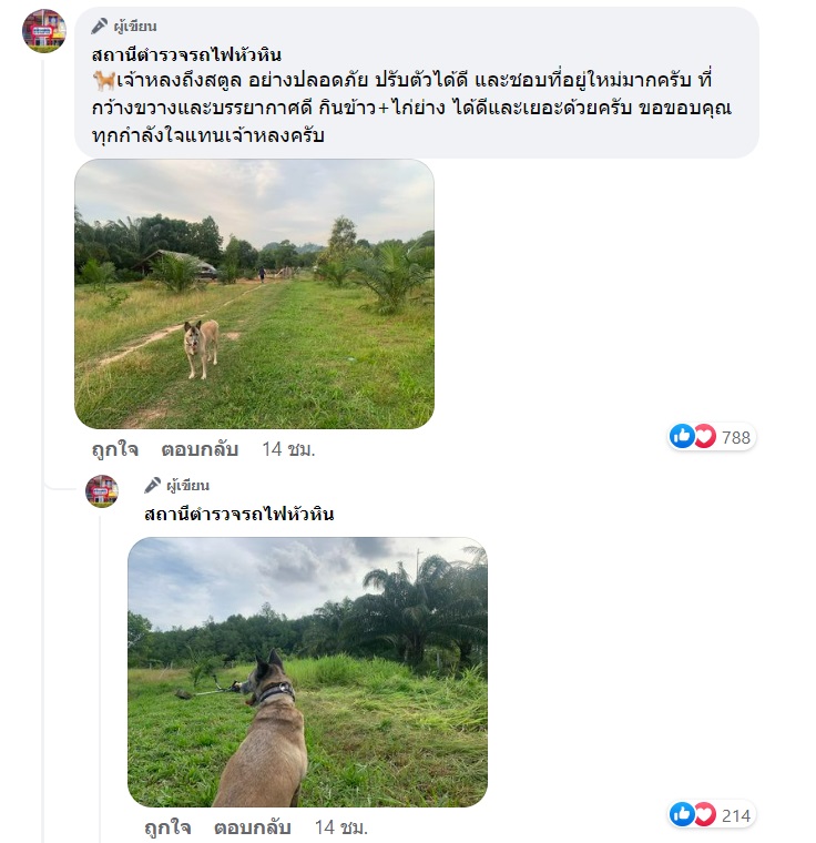 เจ้าหลง สุนัขหัวหิน เจ้าหลง สุนัขหัวหิน