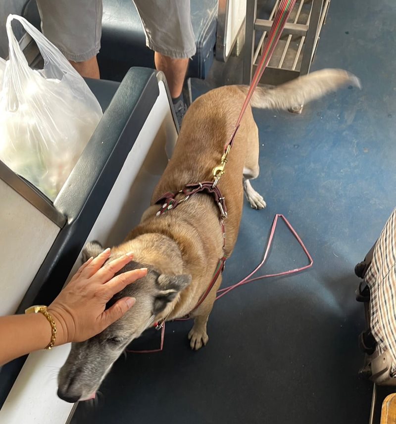 เจ้าหลง สุนัขหัวหิน เจ้าหลง สุนัขหัวหิน