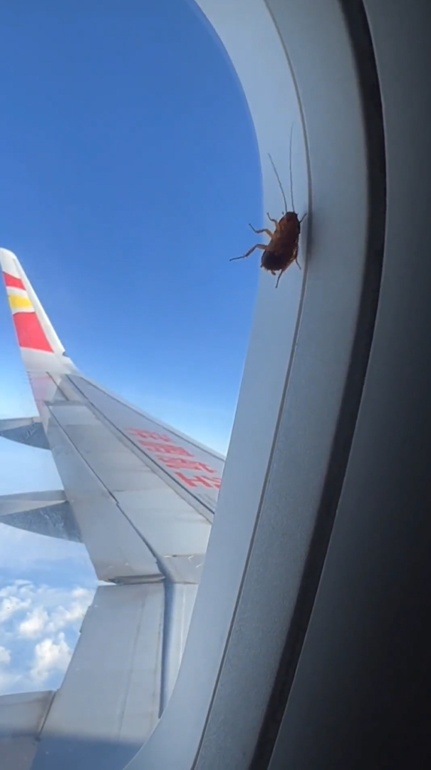 แมลงสาบบนเครื่องบิน แมลงสาบบนเครื่องบิน