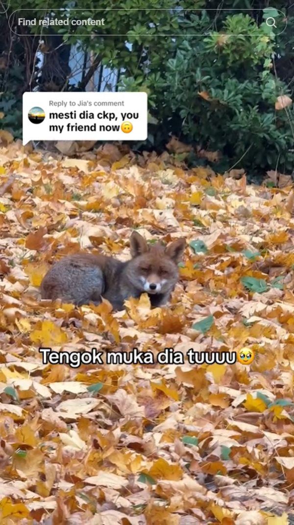 สุนัขจิ้งจอก สุนัขจิ้งจอก