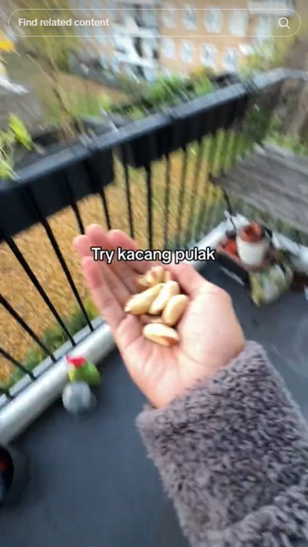 สุนัขจิ้งจอก สุนัขจิ้งจอก