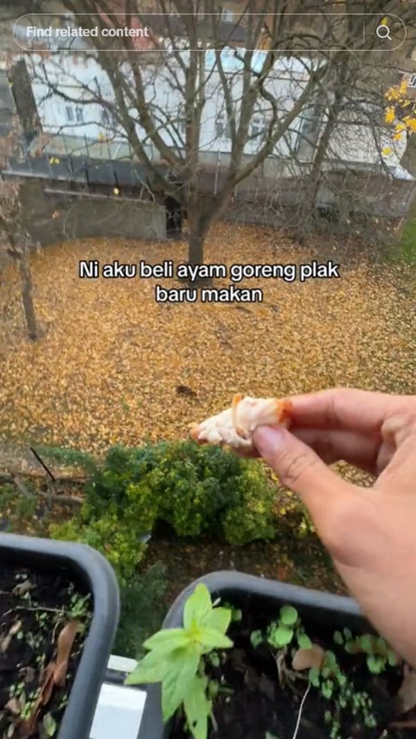 สุนัขจิ้งจอก สุนัขจิ้งจอก