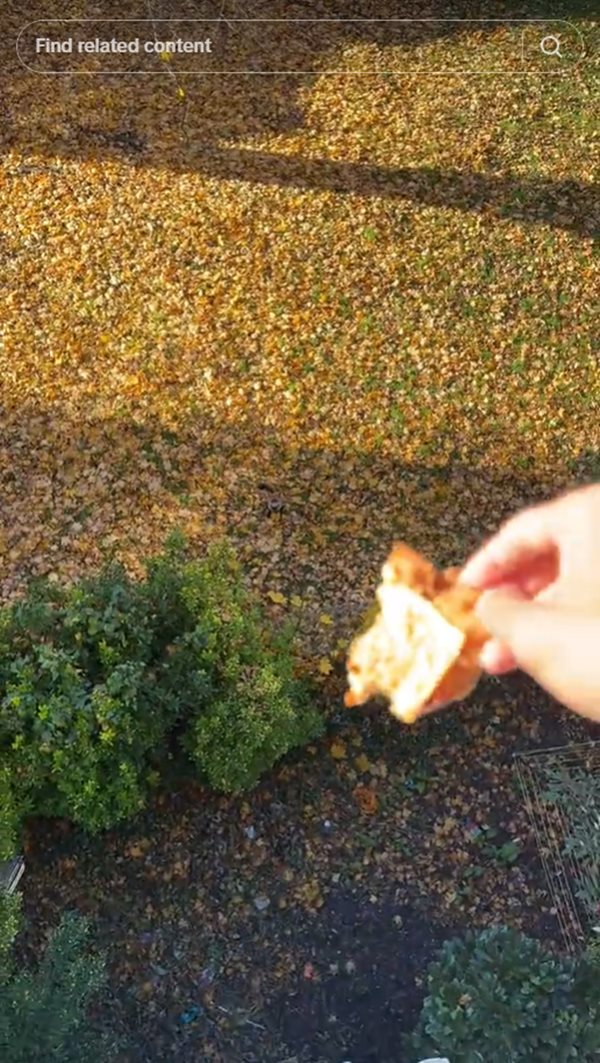 สุนัขจิ้งจอก สุนัขจิ้งจอก