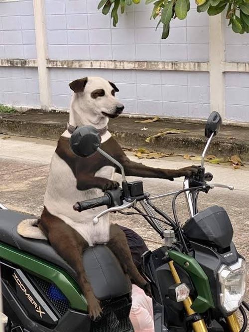 หมานั่งมอเตอร์ไซค์ หมานั่งมอเตอร์ไซค์