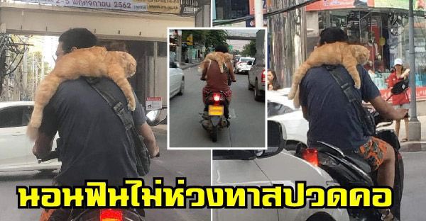 แมวนั่งรถ แมวนั่งรถ