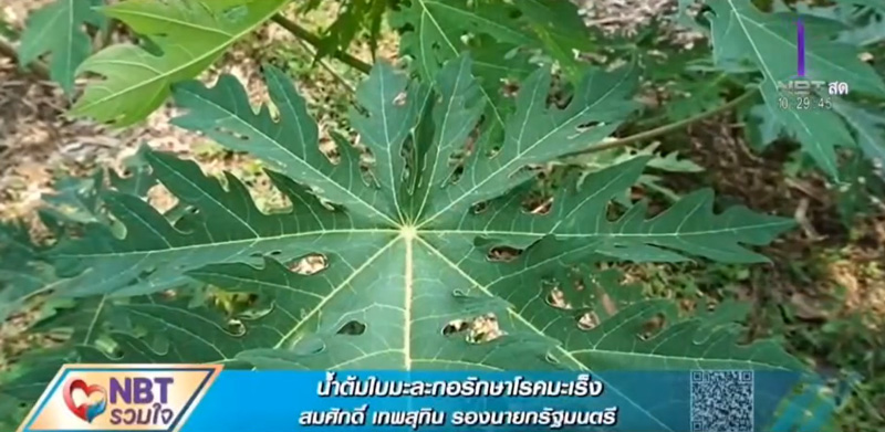 ใบมะละกอ รักษามะเร็ง ใบมะละกอ รักษามะเร็ง