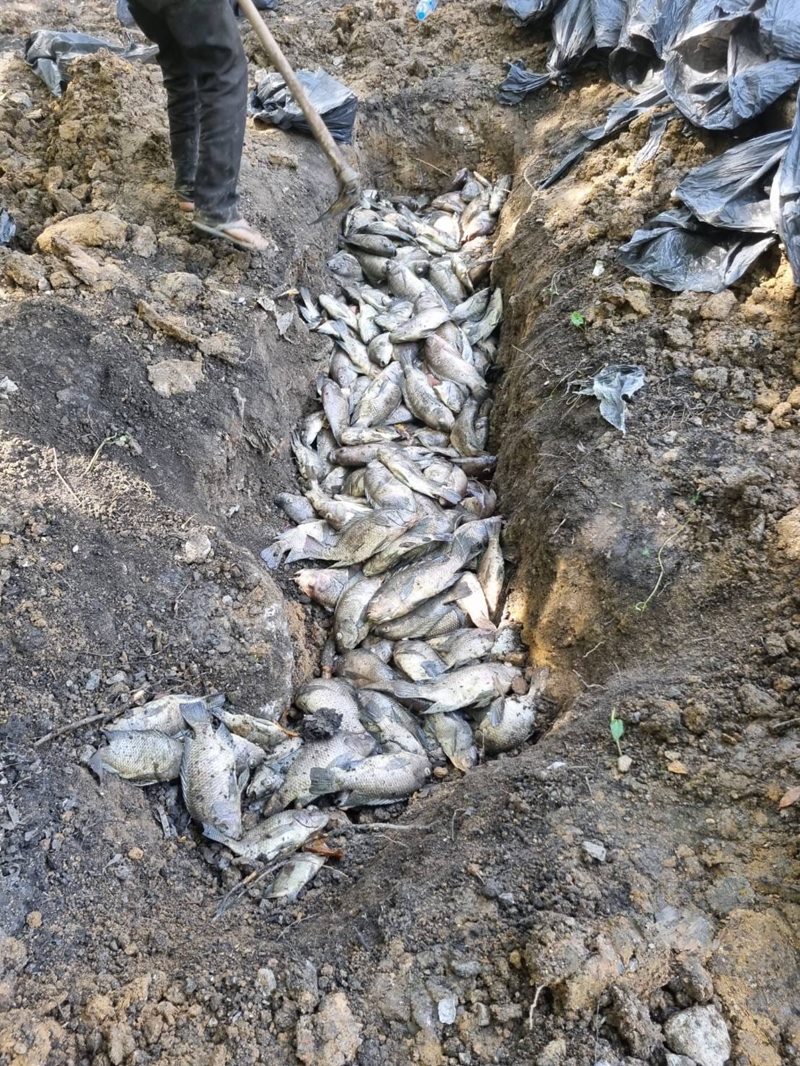 กระทงขนมปัง กระทงขนมปัง