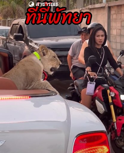 สิงโตนั่งรถเปิดประทุน สิงโตนั่งรถเปิดประทุน