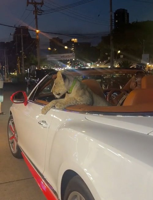 สิงโตนั่งรถเปิดประทุน สิงโตนั่งรถเปิดประทุน