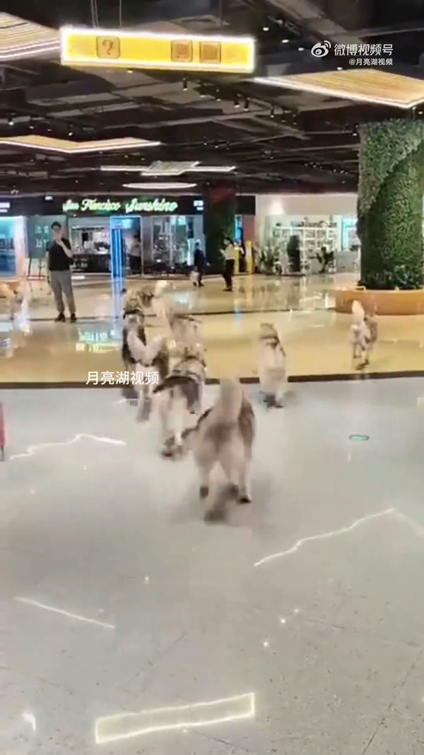 ไซบีเรียนหลุด ไซบีเรียนหลุด