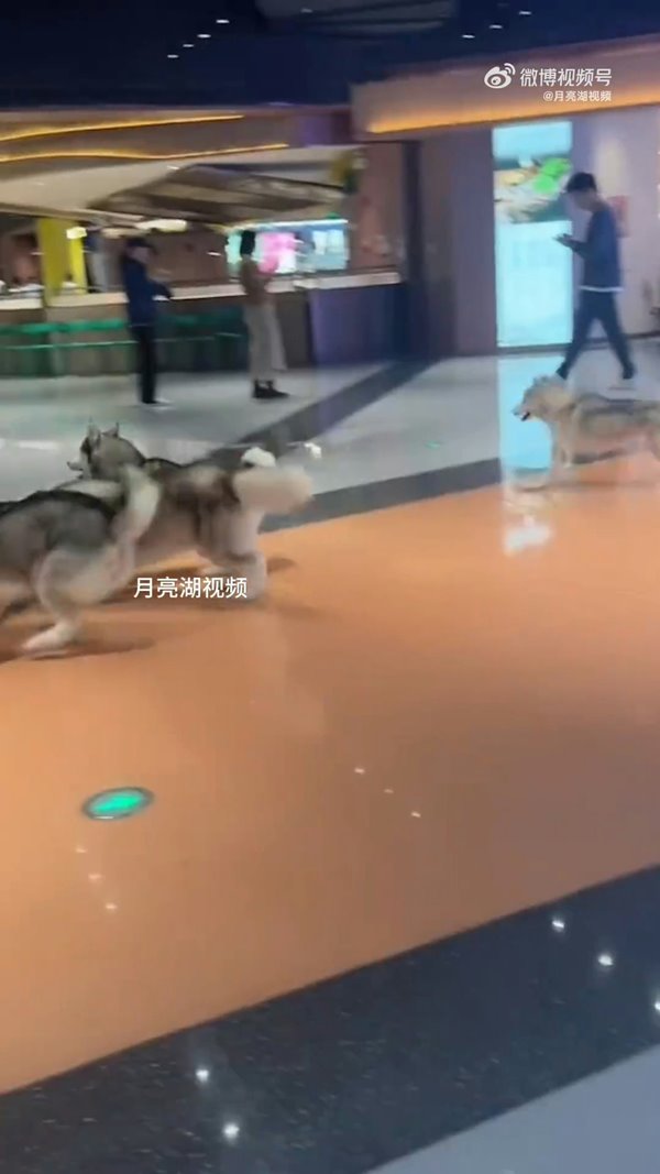 ไซบีเรียนหลุด ไซบีเรียนหลุด