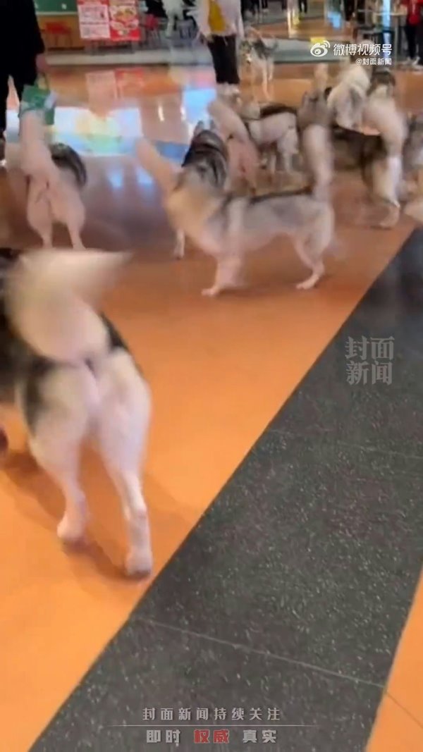 ไซบีเรียนหลุด ไซบีเรียนหลุด