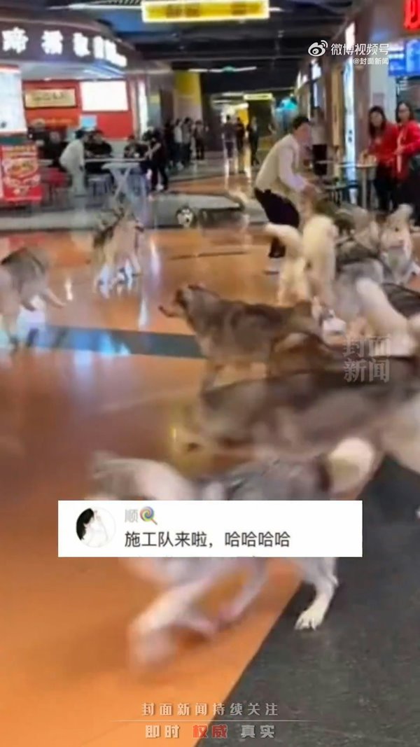 ไซบีเรียนหลุด ไซบีเรียนหลุด