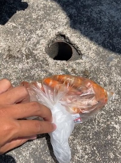 กุ้งเปลี่ยนสี กุ้งเปลี่ยนสี