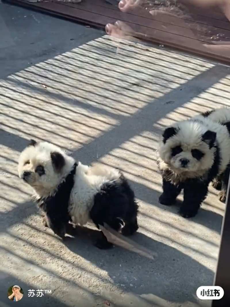 หมาแพนด้า หมาแพนด้า