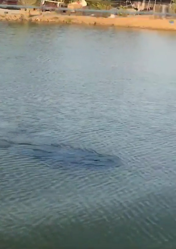 ดำน้ำเหมือนฮิปโป ดำน้ำเหมือนฮิปโป