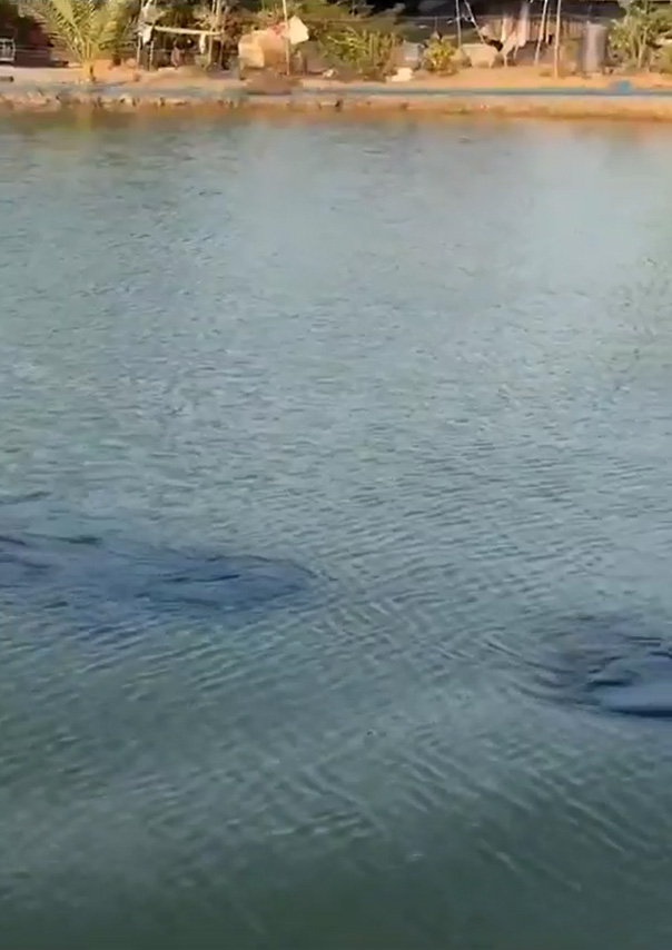 ดำน้ำเหมือนฮิปโป ดำน้ำเหมือนฮิปโป