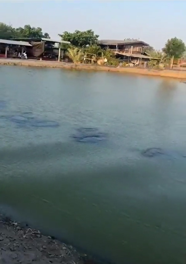 ดำน้ำเหมือนฮิปโป ดำน้ำเหมือนฮิปโป