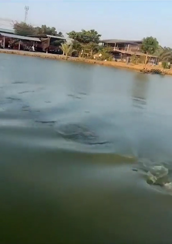 ดำน้ำเหมือนฮิปโป ดำน้ำเหมือนฮิปโป