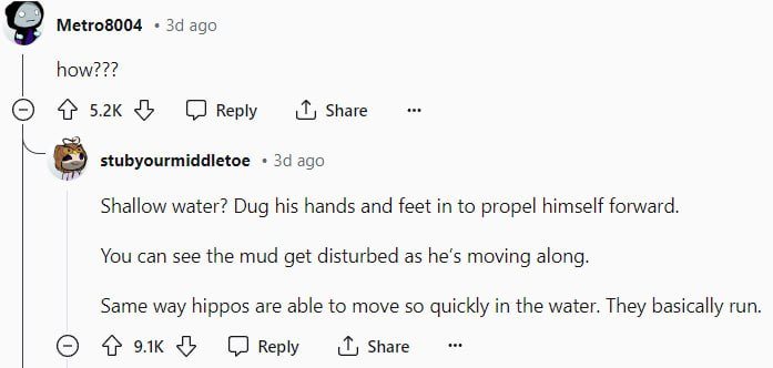 ว่ายน้ำเหมือนฮิปโป ว่ายน้ำเหมือนฮิปโป