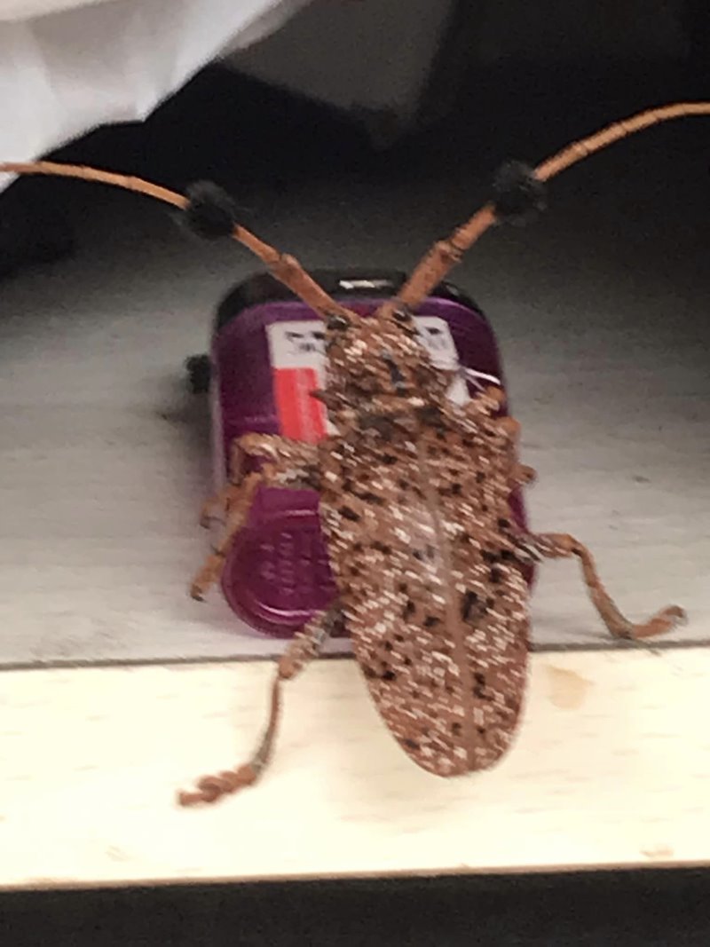 ด้วงหนวดปมสีน้ำตาลไหม้ ด้วงหนวดปมสีน้ำตาลไหม้