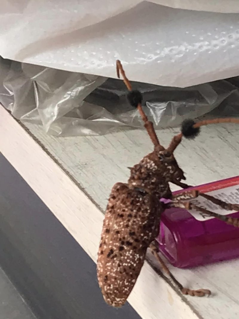 ด้วงหนวดปมสีน้ำตาลไหม้ ด้วงหนวดปมสีน้ำตาลไหม้