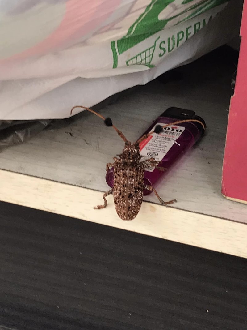 ด้วงหนวดปมสีน้ำตาลไหม้ ด้วงหนวดปมสีน้ำตาลไหม้