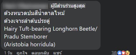 ด้วงหนวดปมสีน้ำตาลไหม้ ด้วงหนวดปมสีน้ำตาลไหม้