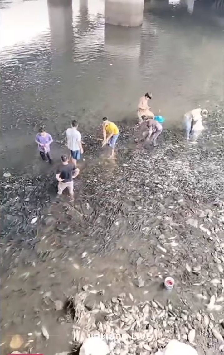 ปลาหมอคางดำ ปลาหมอคางดำ