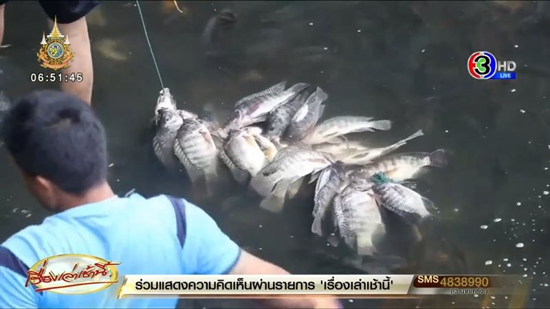 ปลาหมอคางดำ ปลาหมอคางดำ