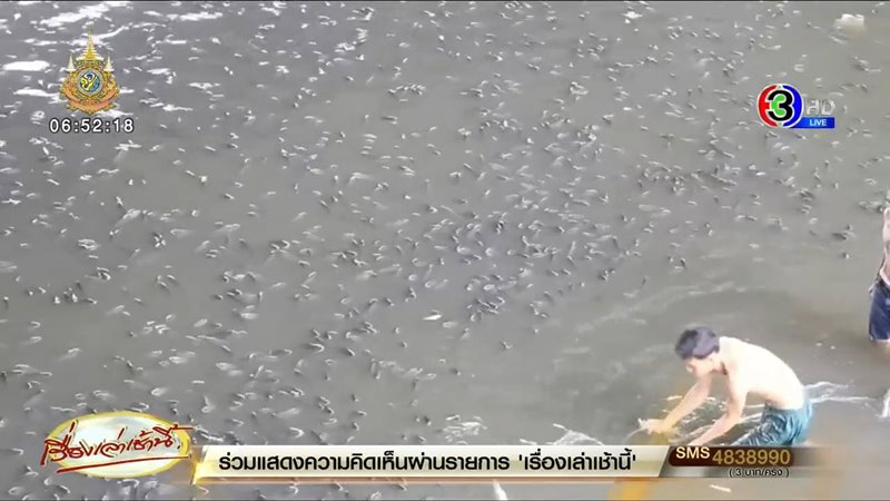 ปลาหมอคางดำ ปลาหมอคางดำ