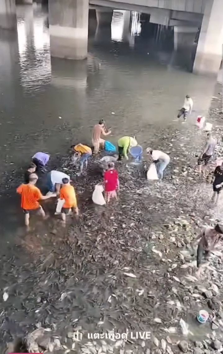 ปลาหมอคางดำ ปลาหมอคางดำ