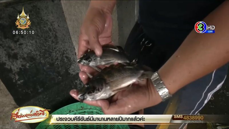 ปลาหมอคางดำ ปลาหมอคางดำ