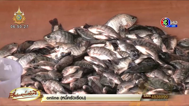 ปลาหมอคางดำ ปลาหมอคางดำ