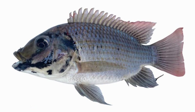 ปลาหมอคางดำ ปลาหมอคางดำ