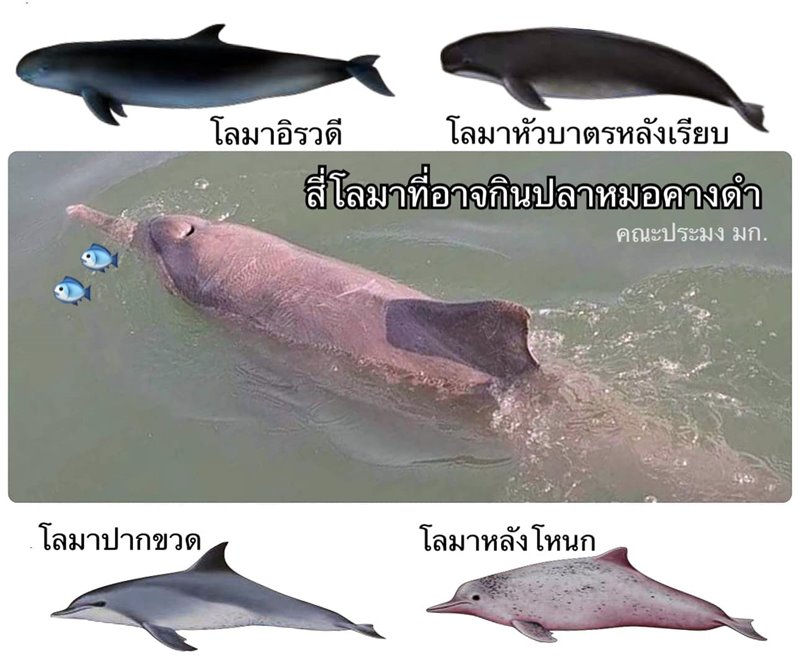 โลมา โลมา