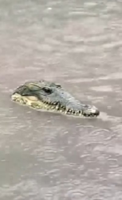 จระเข้ลอยมากับน้ำท่วม จระเข้ลอยมากับน้ำท่วม