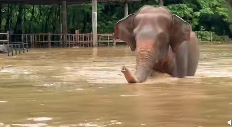 ช้างตาบอดหนีน้ำท่วมเชียงใหม่ ช้างตาบอดหนีน้ำท่วมเชียงใหม่