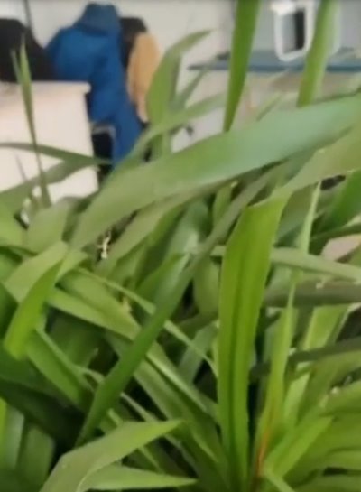 ปลูกต้นไม้ในออฟฟิศ เจอน้องทำรังบนโต๊ะทำงาน รู้คืออะไร กำจัดให้ไวเลย ปลูกต้นไม้ในออฟฟิศ เจอน้องทำรังบนโต๊ะทำงาน รู้คืออะไร กำจัดให้ไวเลย