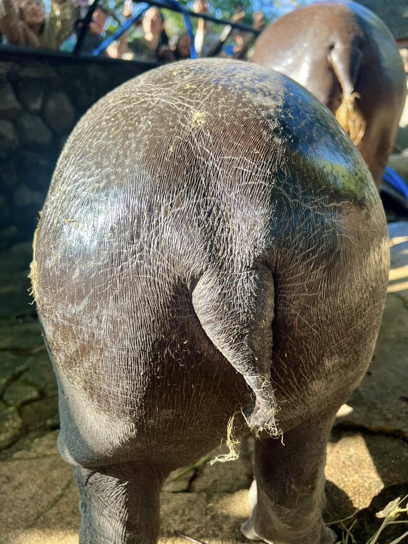 หมูเด้ง ฮิปโปแคระแห่งสวนสัตว์เขาเขียว เจอลมหนาวครั้งแรก เป็นแบบนี้เลย หมูเด้ง ฮิปโปแคระแห่งสวนสัตว์เขาเขียว เจอลมหนาวครั้งแรก เป็นแบบนี้เลย