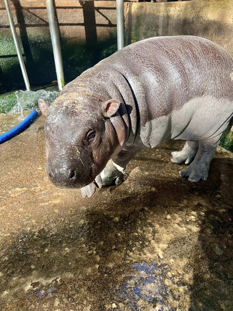 หมูเด้ง ฮิปโปแคระแห่งสวนสัตว์เขาเขียว เจอลมหนาวครั้งแรก เป็นแบบนี้เลย หมูเด้ง ฮิปโปแคระแห่งสวนสัตว์เขาเขียว เจอลมหนาวครั้งแรก เป็นแบบนี้เลย