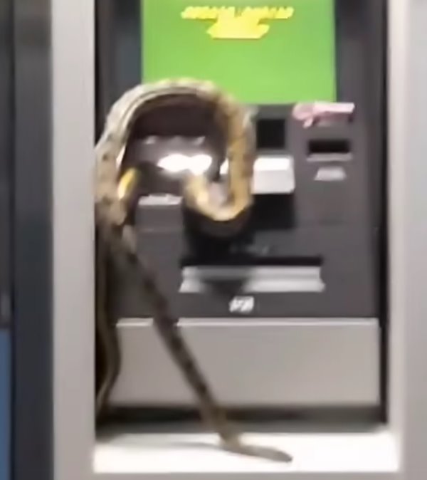 งูตัวใหญ่โผล่เลื้อยบนตู้ ATM คนเชื่อเรื่องโชคปีงู แห่ซูมดูลายชัด ๆ งูตัวใหญ่โผล่เลื้อยบนตู้ ATM คนเชื่อเรื่องโชคปีงู แห่ซูมดูลายชัด ๆ