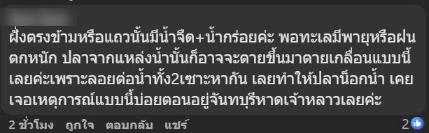 คนโพสต์ถาม ปลาอะไรนอนลอยเกลื่อนชายหาดชะอำ หัวหิน คนโพสต์ถาม ปลาอะไรนอนลอยเกลื่อนชายหาดชะอำ หัวหิน