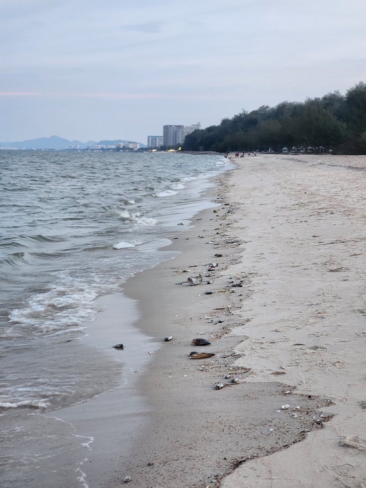 คนโพสต์ถาม ปลาอะไรนอนลอยเกลื่อนชายหาดชะอำ หัวหิน คนโพสต์ถาม ปลาอะไรนอนลอยเกลื่อนชายหาดชะอำ หัวหิน