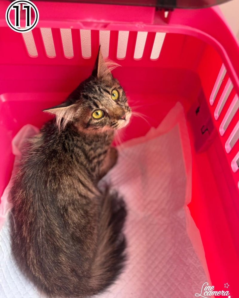 บ้านคนดูแลสัตว์สภาพเหมือนนรก ทำแมวตายเป็นร้อย บ้านคนดูแลสัตว์สภาพเหมือนนรก ทำแมวตายเป็นร้อย