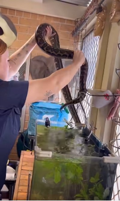 เจ้าของบ้านช็อก แขกไม่ได้รับเชิญตัวยักษ์ โผล่เข้ามาอยู่ในตู้ปลา เจ้าของบ้านช็อก แขกไม่ได้รับเชิญตัวยักษ์ โผล่เข้ามาอยู่ในตู้ปลา