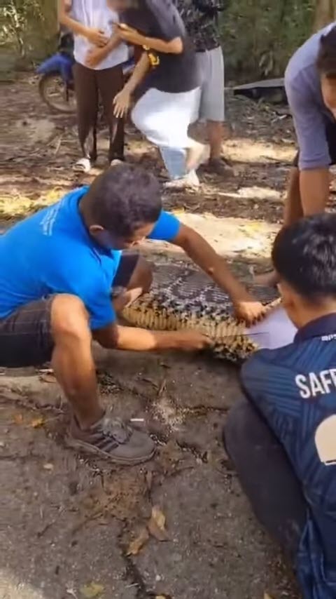 ชาวไร่หายตัว เจองูเหลือมยาว 8 เมตรใกล้กระท่อม ผ่าท้องเจอร่าง ชาวไร่หายตัว เจองูเหลือมยาว 8 เมตรใกล้กระท่อม ผ่าท้องเจอร่าง