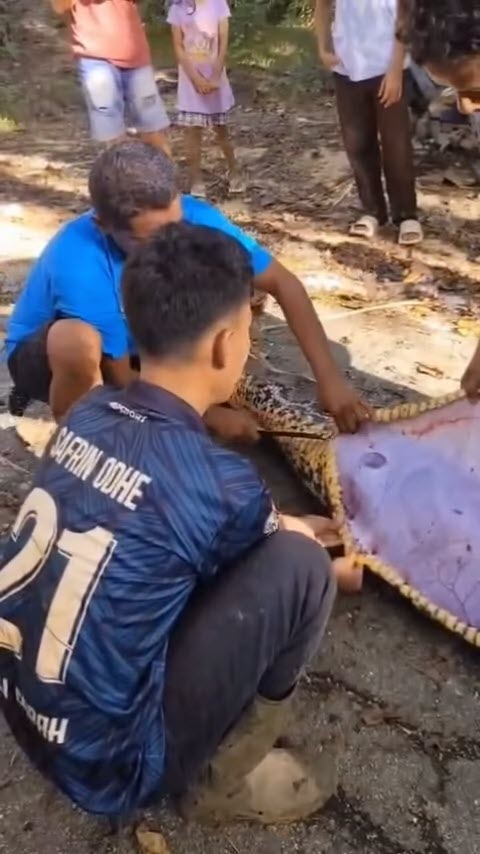 ชาวไร่หายตัว เจองูเหลือมยาว 8 เมตรใกล้กระท่อม ผ่าท้องเจอร่าง ชาวไร่หายตัว เจองูเหลือมยาว 8 เมตรใกล้กระท่อม ผ่าท้องเจอร่าง