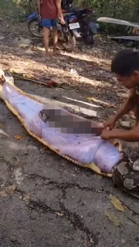 ชาวไร่หายตัว เจองูเหลือมยาว 8 เมตรใกล้กระท่อม ผ่าท้องเจอร่าง ชาวไร่หายตัว เจองูเหลือมยาว 8 เมตรใกล้กระท่อม ผ่าท้องเจอร่าง