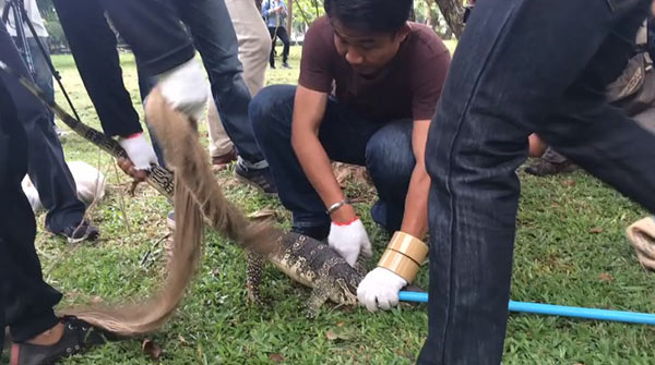 คึกคัก ! ปฏิบัติการจับตัวเงินตัวทองในสวนลุม สื่อไทย-ต่างชาติแห่ทำข่าวตรึม คึกคัก ! ปฏิบัติการจับตัวเงินตัวทองในสวนลุม สื่อไทย-ต่างชาติแห่ทำข่าวตรึม
